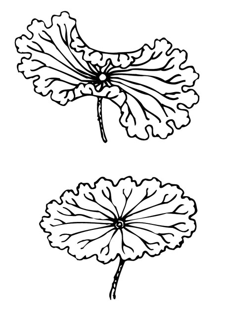 ļ:AI_huacao145.jpg  ߴ:469×650