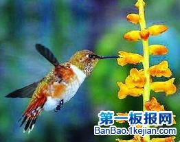 СB