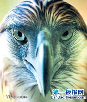 世界上最大的鷹