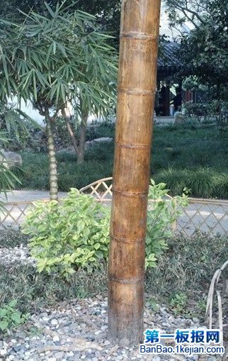 世界上最大的竹子