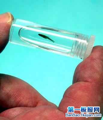 С~Paedocypris progenetica~