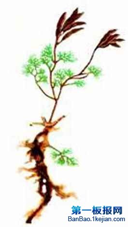 ĻAŹ