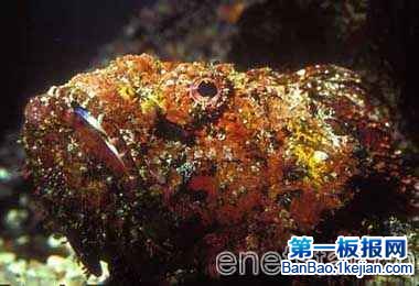 ~ʯ~(stonefish)