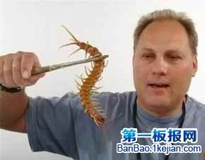 世界上最大的蜈蚣