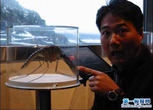 世界上最大的蚊子