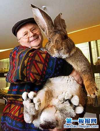 世界上最大的兔子