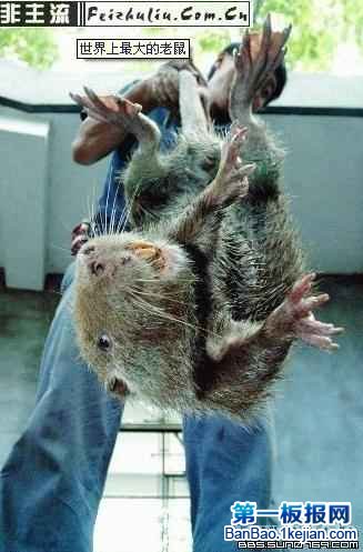 世界上最大的老鼠