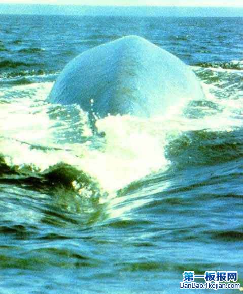 Ą{LBlue whale