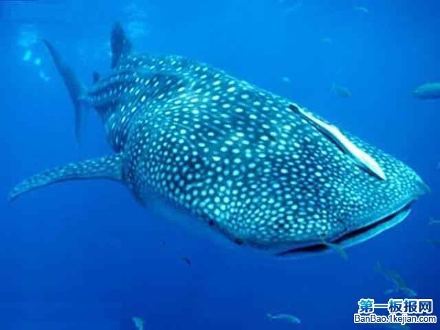 L~LWhale shark