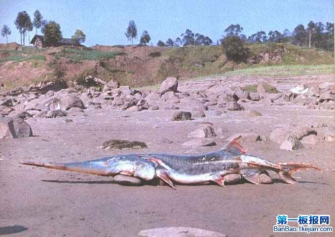Lĵˮ~\Chinese paddlefish 