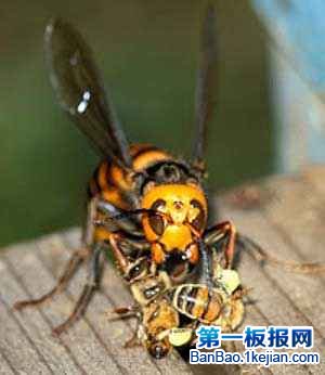 xձS䡡Japanese Giant Hornet