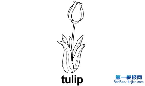 tulip.jpg