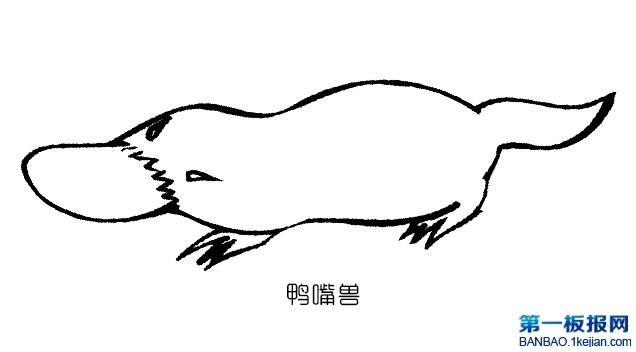 FP