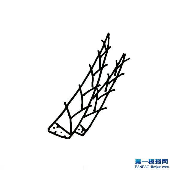 SѿP