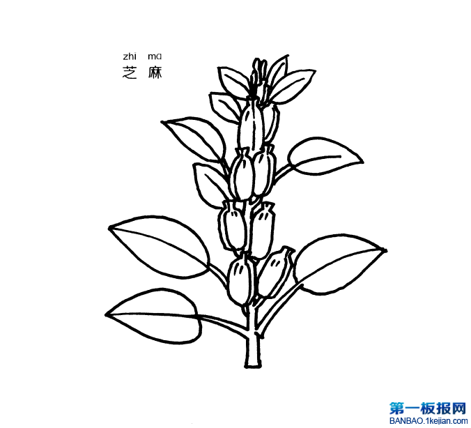 ֥麆P