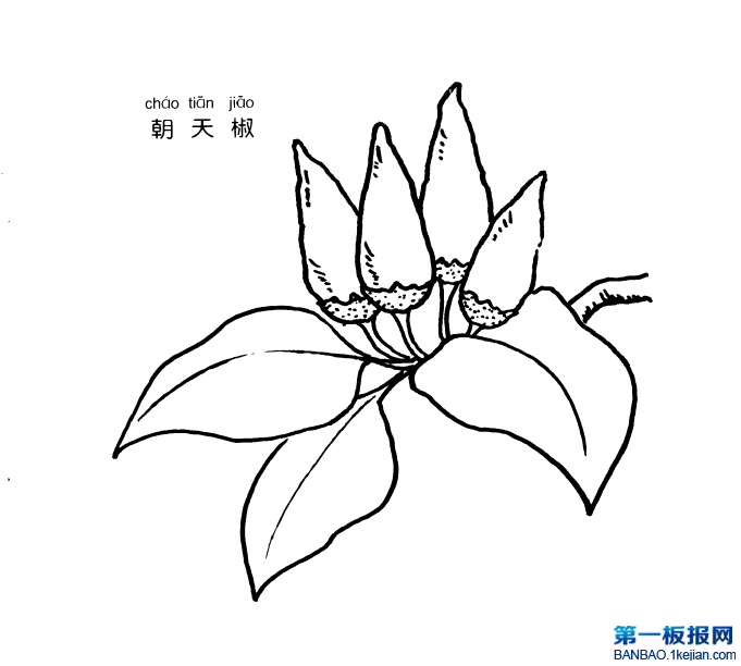 콷P