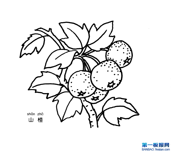 ɽ髺P